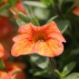 Yellow Orange Star Petunia 200 PCS Seeds
