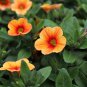 Yellow Orange Star Petunia 200 PCS Seeds
