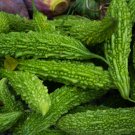 Yellow Momordica Organic Smallest Bitter Melon 8 PCS Seeds