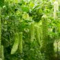 Yellow Momordica Organic Smallest Bitter Melon 8 PCS Seeds