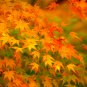 Yellow Maple Tree 100 PCS Seeds