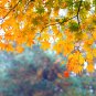 Yellow Maple Tree 100 PCS Seeds