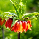 Yellow Imperial Crown Fritillaria Imperialis Lutea Easy 200 PCS Seeds Yellow Imperial Crown Fritillaria Imperialis Lutea Easy 200 PCS Seeds