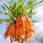 Yellow Imperial Crown Fritillaria Imperialis Lutea Easy 200 PCS Seeds