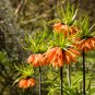 Yellow Imperial Crown Fritillaria Imperialis Lutea Easy 200 PCS Seeds