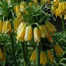 Yellow Imperial Crown bonsais Fritillaria imperialis Lutea Flowers 20 PCS Seeds Yellow Imperial Crown bonsais Fritillaria imperialis Lutea Flowers 20 PCS Seeds