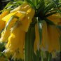 Yellow Imperial Crown bonsais Fritillaria imperialis Lutea Flowers 20 PCS Seeds