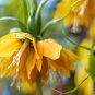 Yellow Imperial Crown bonsais Fritillaria imperialis Lutea Flowers 20 PCS Seeds