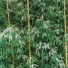 Yellow Fresh Bamboo 50 PCS Seeds Yellow Fresh Bamboo 50 PCS Seeds