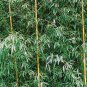 Yellow Fresh Bamboo 50 PCS Seeds