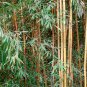 Yellow Fresh Bamboo 50 PCS Seeds