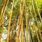 Yellow Fresh Bamboo 50 PCS Seeds