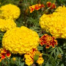 Yellow French Marigold 50 PCS Seeds Yellow French Marigold 50 PCS Seeds