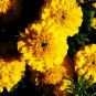 Yellow French Marigold 50 PCS Seeds