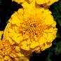 Yellow French Marigold 50 PCS Seeds