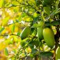 Yellow Finger Lime Pomegrante Plant 10 PCS Seeds