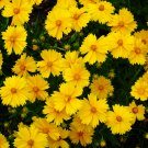 Yellow Coreopsis Sunray Lance Leaf 30 PCS Seeds Yellow Coreopsis Sunray Lance Leaf 30 PCS Seeds