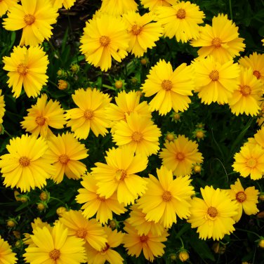 Yellow Coreopsis Sunray Lance Leaf 30 PCS Seeds