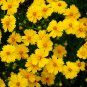 Yellow Coreopsis Sunray Lance Leaf 30 PCS Seeds
