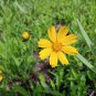 Yellow Coreopsis Sunray Lance Leaf 30 PCS Seeds