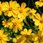 Yellow Coreopsis Sunray Lance Leaf 30 PCS Seeds