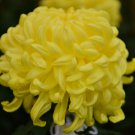Yellow Chrysanthemum Perennial Bonsai Flower 50 PCS Seeds Yellow Chrysanthemum Perennial Bonsai Flower 50 PCS Seeds