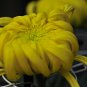 Yellow Chrysanthemum Perennial Bonsai Flower 50 PCS Seeds