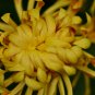 Yellow Chrysanthemum Perennial Bonsai Flower 50 PCS Seeds