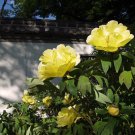 Yellow Chinese Tree Peony 5 PCS Seeds