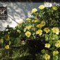Yellow Chinese Tree Peony 5 PCS Seeds