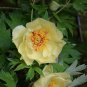 Yellow Chinese Tree Peony 5 PCS Seeds