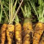 Yellow Carrot Edible Carota Vegetables 50 PCS Seeds