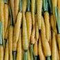 Yellow Carrot Edible Carota Vegetables 50 PCS Seeds