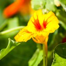 Yellow Canary Creeper Nasturtium 5 PCS Seeds Yellow Canary Creeper Nasturtium 5 PCS Seeds