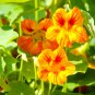 Yellow Canary Creeper Nasturtium 5 PCS Seeds