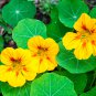 Yellow Canary Creeper Nasturtium 5 PCS Seeds