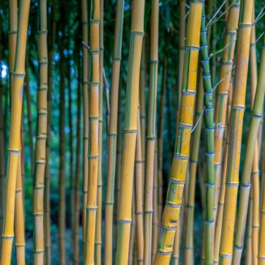 Yellow bamboo Phyllostachys Aureosulcata Gold Bamboo 100 PCS Seeds