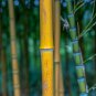 Yellow bamboo Phyllostachys Aureosulcata Gold Bamboo 25 PCS Seeds