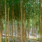 Yellow bamboo Phyllostachys Aureosulcata Gold Bamboo 25 PCS Seeds