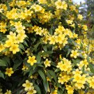 Yellow Arabian Jasmine 10 PCS Seeds Yellow Arabian Jasmine 10 PCS Seeds
