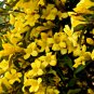 Yellow Arabian Jasmine 10 PCS Seeds