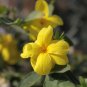 Yellow Arabian Jasmine 10 PCS Seeds