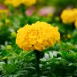 Yellow African Marigold French Marigold 100 PCS Seeds