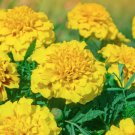 Yellow African Marigold French Marigold 40 PCS Seeds Yellow African Marigold French Marigold 40 PCS Seeds
