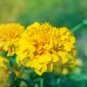Yellow African Marigold French Marigold 40 PCS Seeds