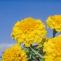 Yellow African Marigold French Marigold 40 PCS Seeds