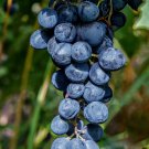 Xinjiang Sweet Black Grape F1 15 PCS Seeds Xinjiang Sweet Black Grape F1 15 PCS Seeds