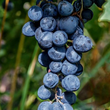 Xinjiang Sweet Black Grape F1 15 PCS Seeds