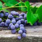 Xinjiang Sweet Black Grape F1 15 PCS Seeds