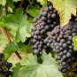 Xinjiang Summer Black Grape Fruits 15 PCS Seeds